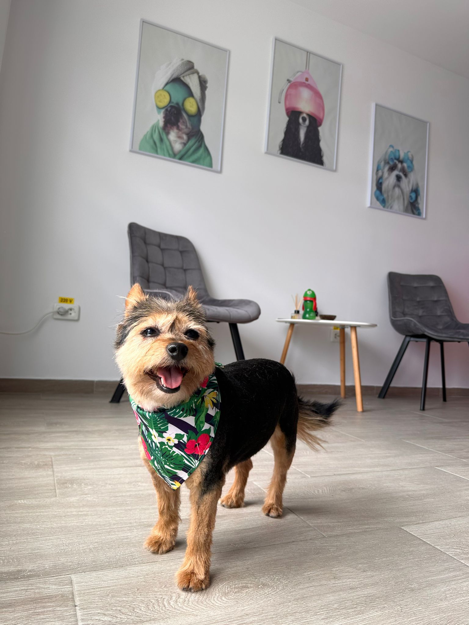 https://pappypetspa.ro/portfolio/toaletare-canina/