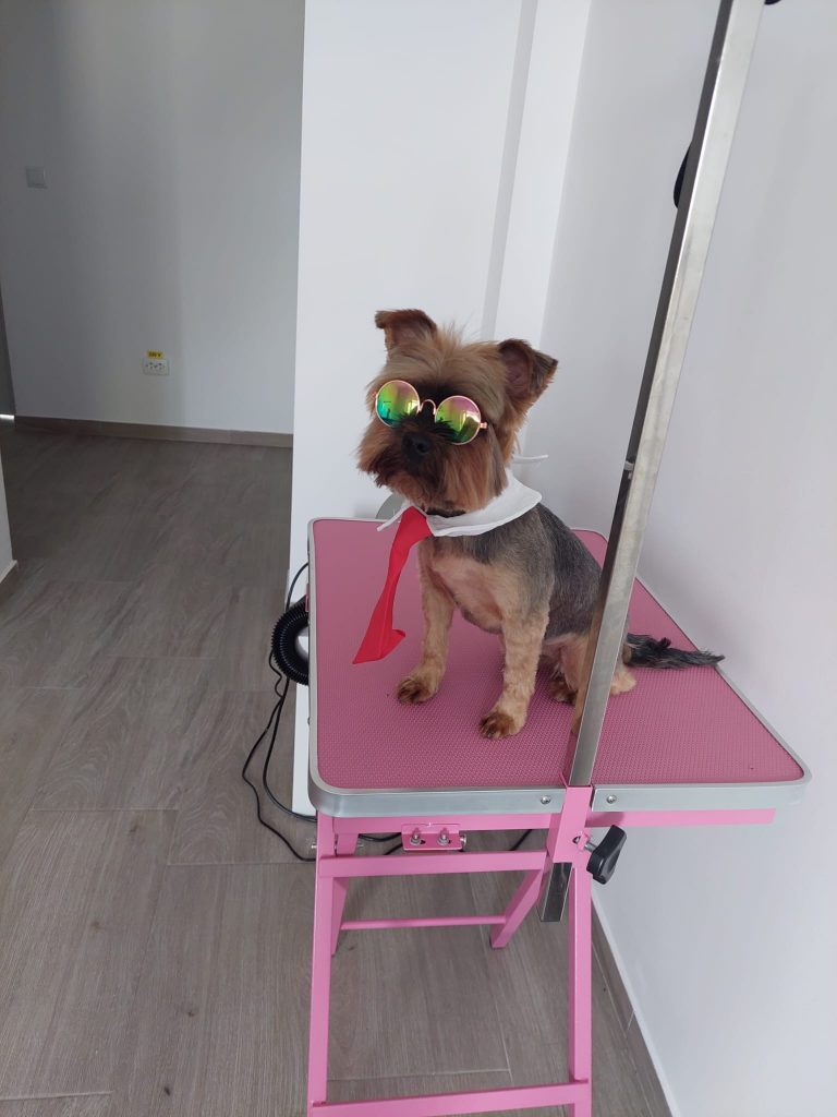 client patruped salon canin balotesti