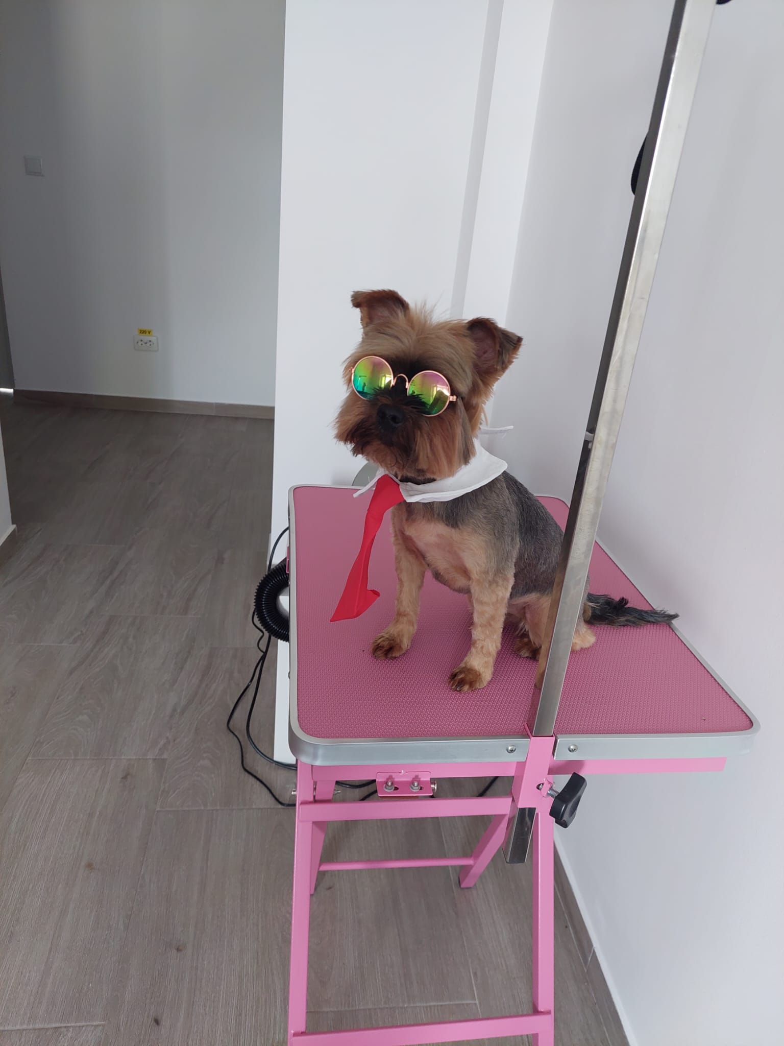 https://pappypetspa.ro/portfolio/clienti-patrupezi/